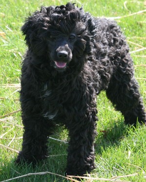 Miniature poodle puppy